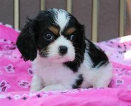 Cuccioli di Cavalier King Charles Spaniel