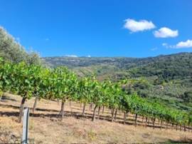 terreno Torchiara