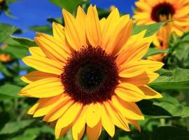 info: cartomanzia* Tarocchi * sibille * esoterismo * occulto *cartomante * sensitivo * astrologia *