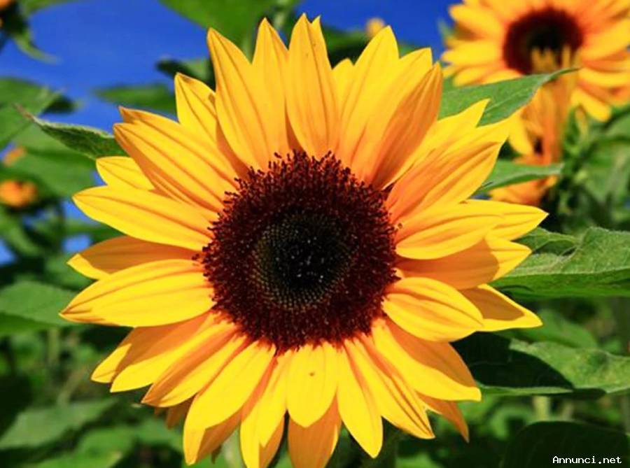 info: cartomanzia* Tarocchi * sibille * esoterismo * occulto *cartomante * sensitivo * astrologia *