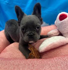 cucciola di Bouledogue Francese blu fluffy femmina 