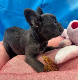cucciola di Bouledogue Francese blu fluffy femmina 