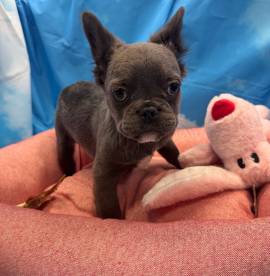 cucciola di Bouledogue Francese blu fluffy femmina 