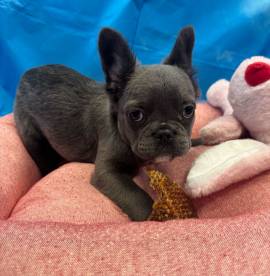 cucciola di Bouledogue Francese blu fluffy femmina 