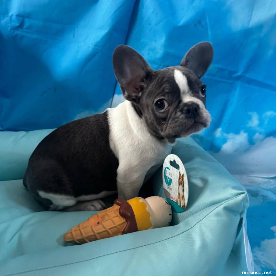 cucciolo di Bouledogue Francese bianco e blu maschio