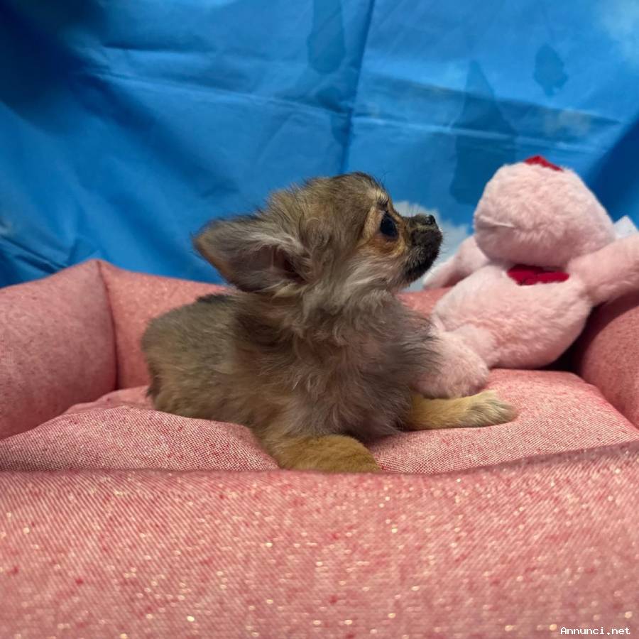 cucciola di Chihuahua fulvo pelo lungo femmina
