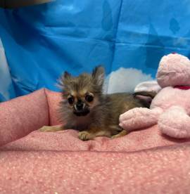 cucciola di Chihuahua fulvo pelo lungo femmina 