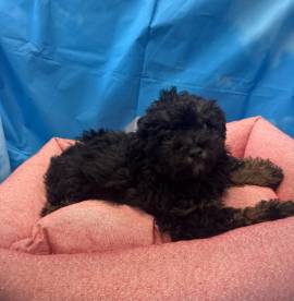 cucciola di Maltipoo nero focato femmina 