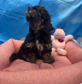 cucciola di Maltipoo nero focato femmina 