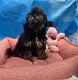 cucciola di Maltipoo nero focato femmina 
