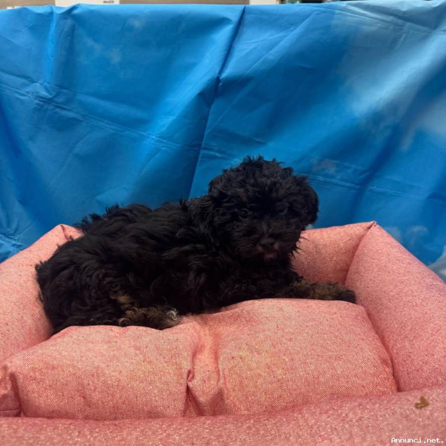 cucciola di Maltipoo nero focato femmina