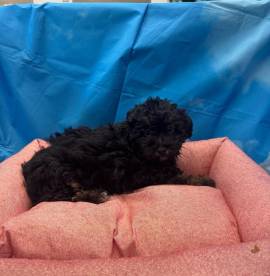 cucciola di Maltipoo nero focato femmina 