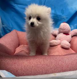 cucciola di Volpino di Pomerania bianco femmina 