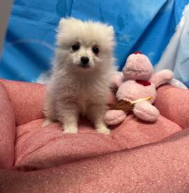 cucciola di Volpino di Pomerania bianco femmina 