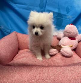 cucciola di Volpino di Pomerania bianco femmina 