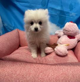 cucciola di Volpino di Pomerania bianco femmina 