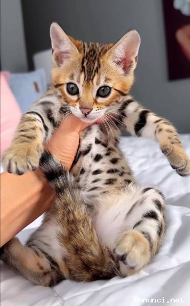 Gattino del Bengala