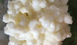 cerco grani di Kefir ("yogurt russo") a Torino