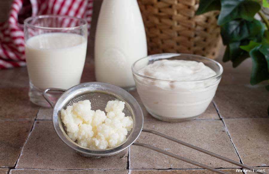 cerco grani di Kefir ("yogurt russo") a Torino