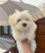 MALTESE CUCCIOLO BELLISSIMO A TORINO