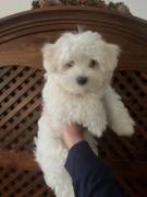 MALTESE CUCCIOLO BELLISSIMO A TORINO