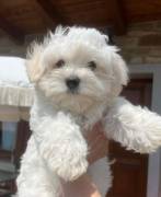 MALTESE CUCCIOLO BELLISSIMO A TORINO