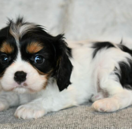 Cavalier King Charles Spaniel in Adozione