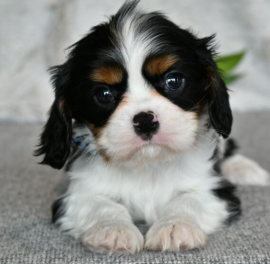 Cavalier King Charles Spaniel in Adozione