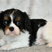 Cavalier King Charles Spaniel in Adozione