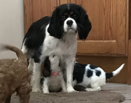 Cavalier King Charles Spaniel in Adozione