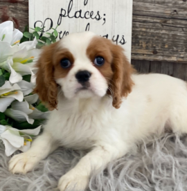 Cavalier King Charles Spaniel in Adozione