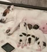 Cuccioli Jack Russell Terrier, alta genealogia, Pedigree ROI ENCI.