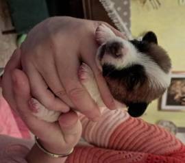 Cuccioli Jack Russell Terrier, alta genealogia, Pedigree ROI ENCI.