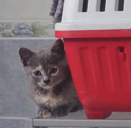 micini di solo 2 mesi aspettano una famiglia