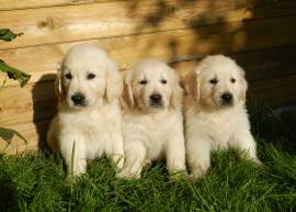 Cuccioli di Golden Retriever di Qualità