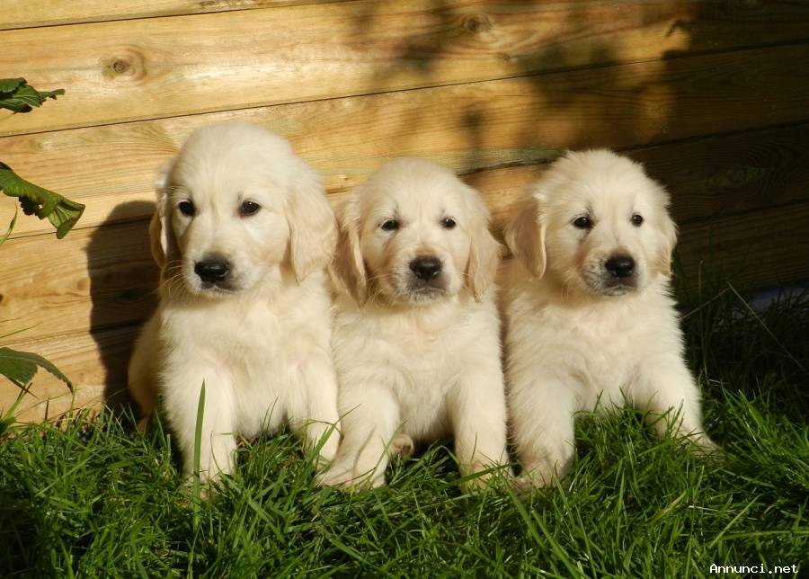 Cuccioli di Golden Retriever di Qualità