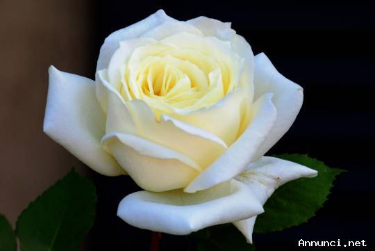 Donna cerca relazione seria per matrimonio