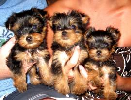 Cuccioli di Yorkshire registrati per adozione