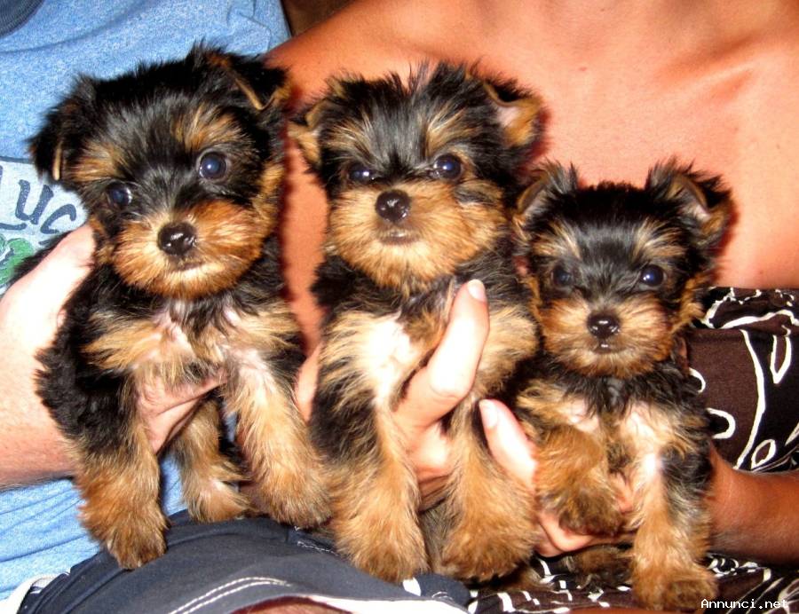 Cuccioli di Yorkshire registrati per adozione