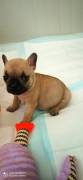 CUCCIOLI BOULDOGUE FRANCESE 