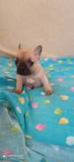 CUCCIOLI BOULDOGUE FRANCESE 