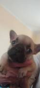 CUCCIOLI BOULDOGUE FRANCESE 