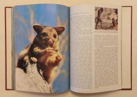 Safari attorno al mondo di Folco Quilici 1°Ed: De Agostini Novara, 1973