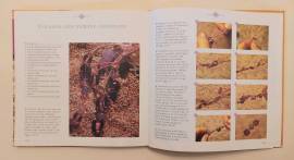 GIOIELLI ETNICI-TECNICHE, MATERIALI E TANTE IDEE di Giusy Caserini Editore: De Vecchi, agosto 2005