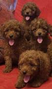 CUCCIOLI BARBONCINI TOY RED