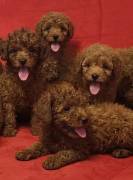 CUCCIOLI BARBONCINI TOY RED