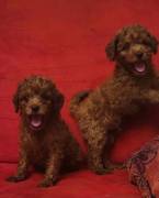 CUCCIOLI BARBONCINI TOY RED