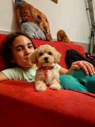 DELIZIOSI CUCCIOLI DI MALTIPOO