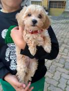 DELIZIOSI CUCCIOLI DI MALTIPOO