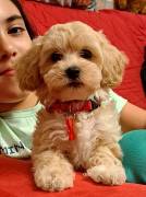 DELIZIOSI CUCCIOLI DI MALTIPOO